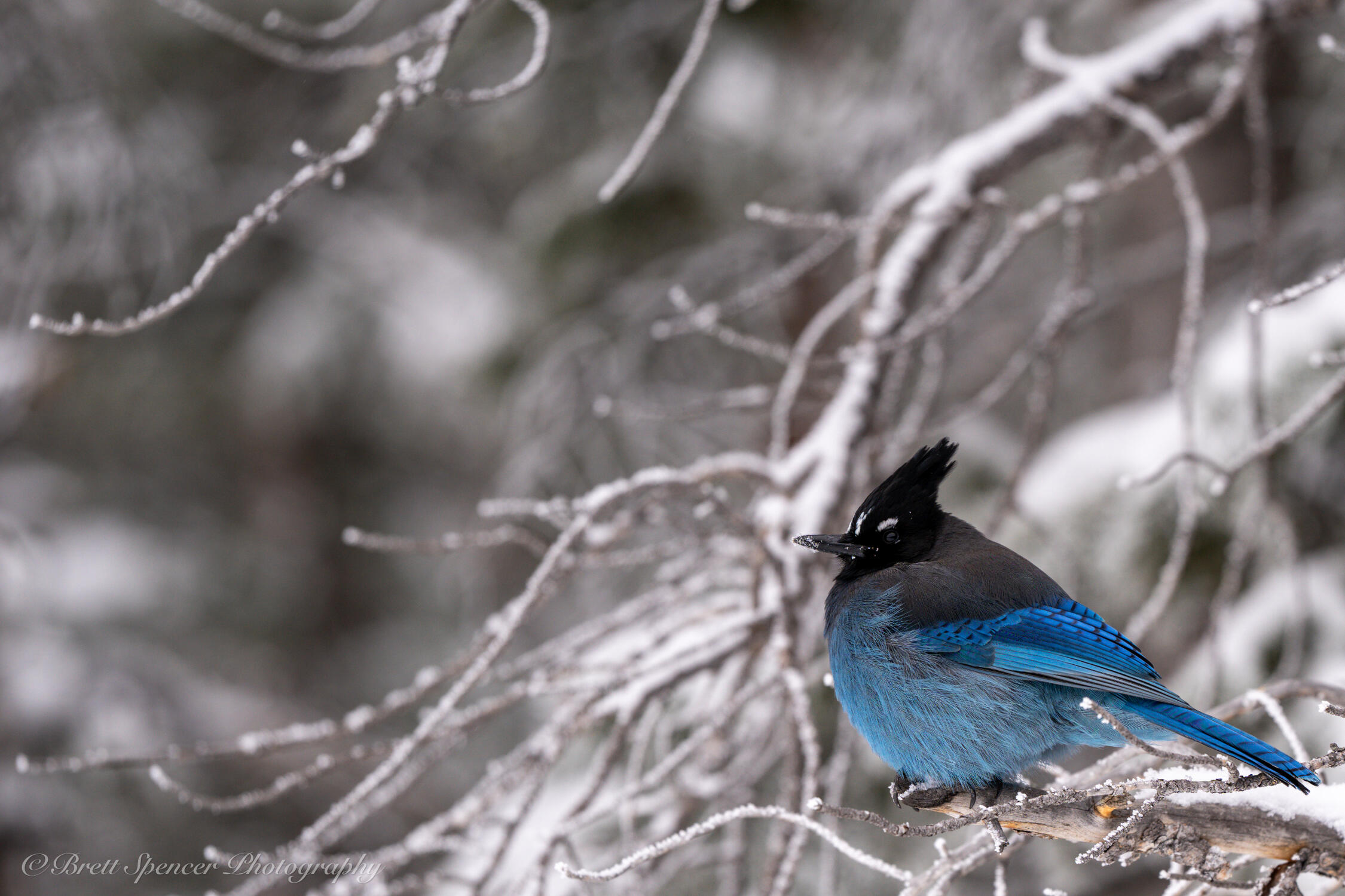 Steller's Jay