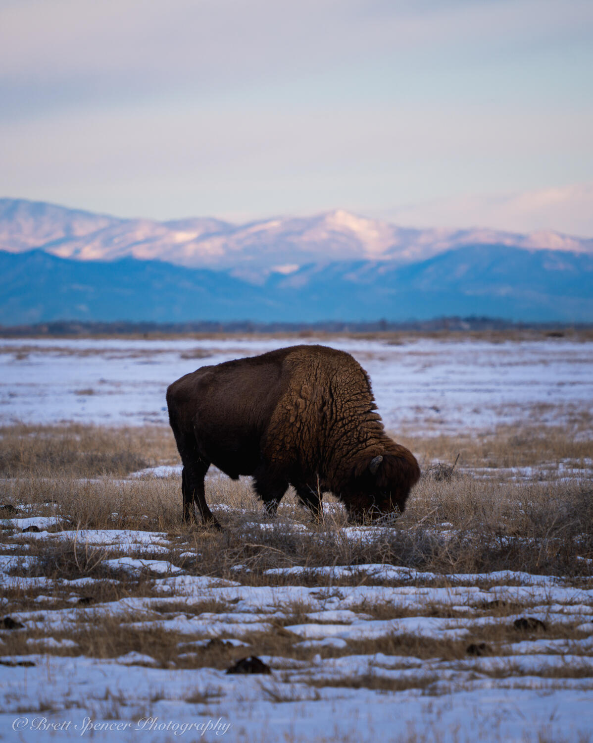 Bison at Dawn