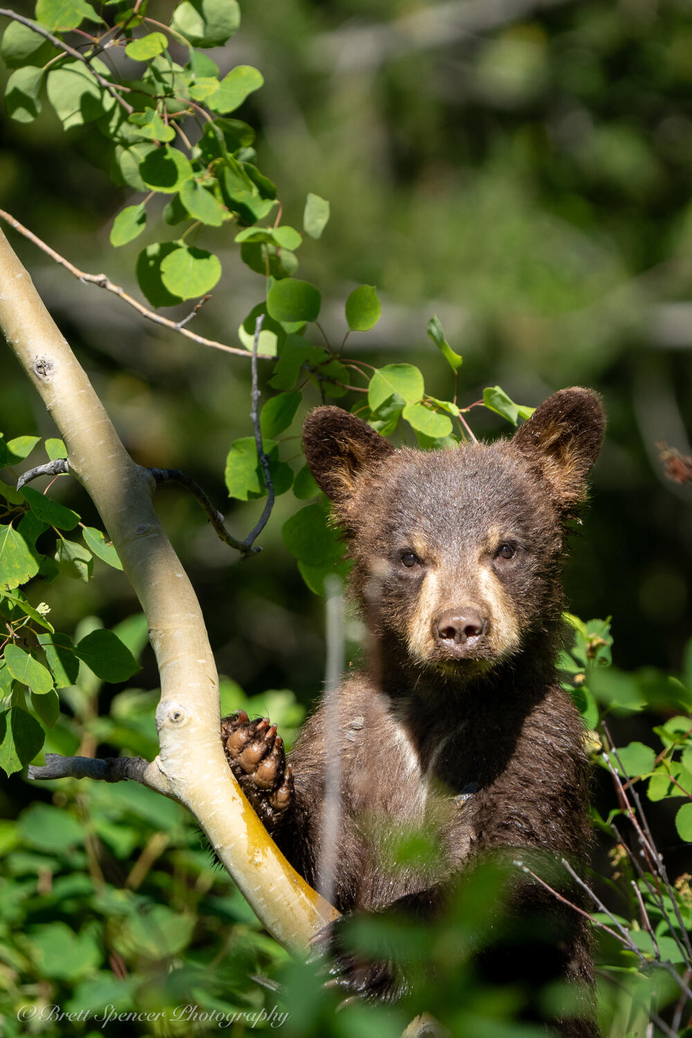 Black Bear Cub