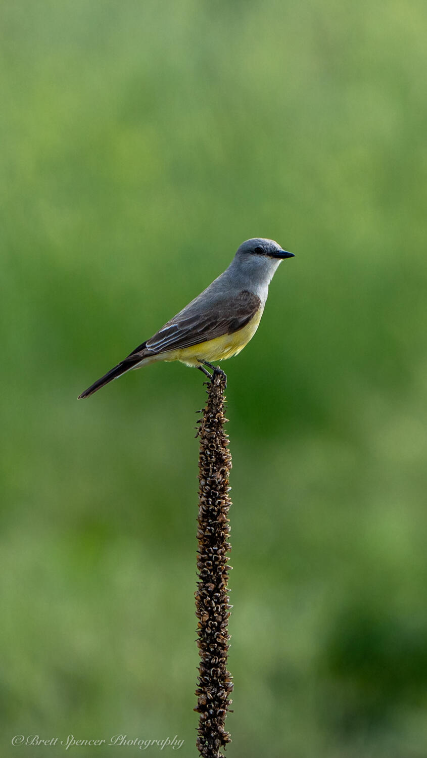 Western Kingbird